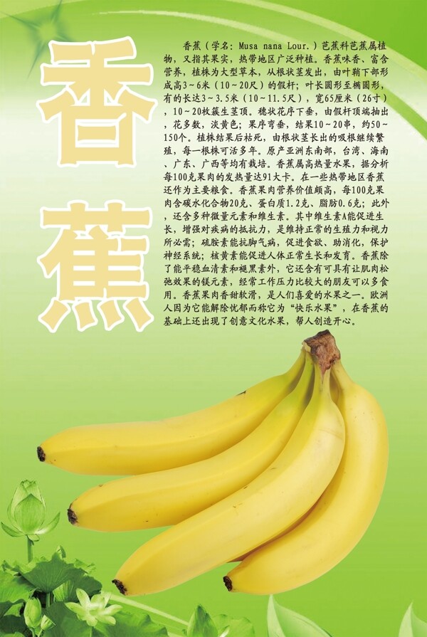 水果文化系列之香蕉