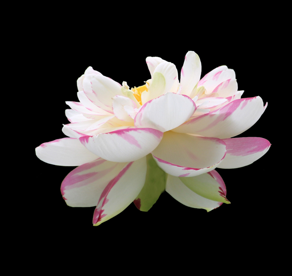 位圖植物花朵荷花寫實(shí)花卉免費(fèi)素材