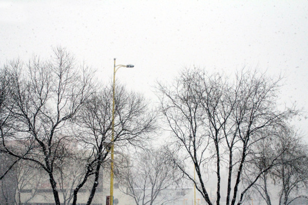 雪中摇曳的树图片