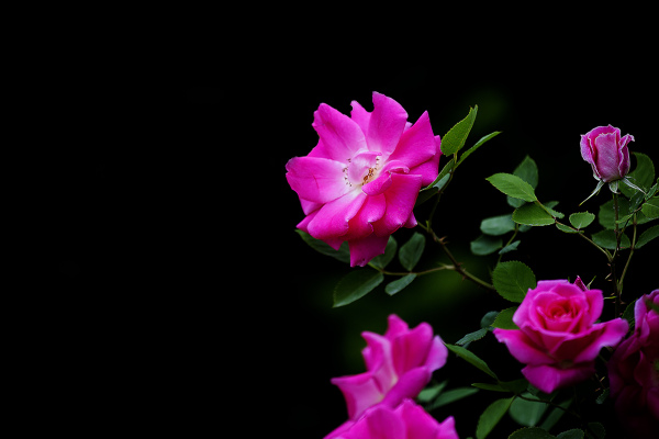 薔薇