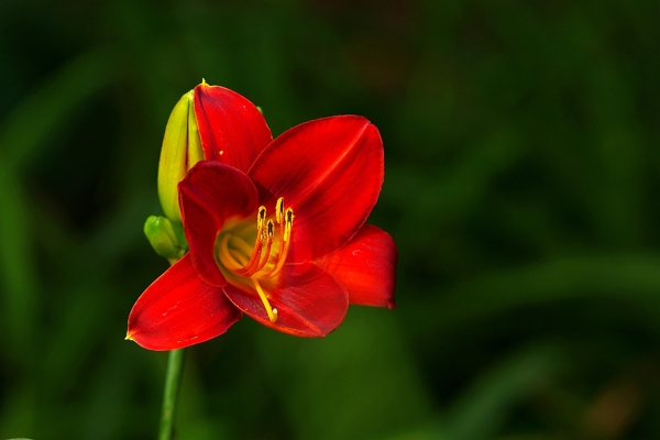 紅色萱草花