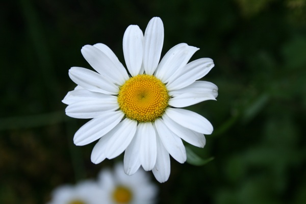 白色雏菊