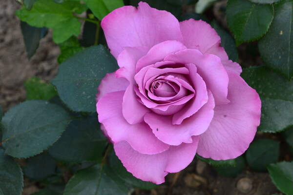月季花