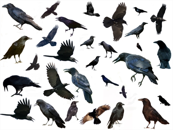 30只鳥(niǎo)