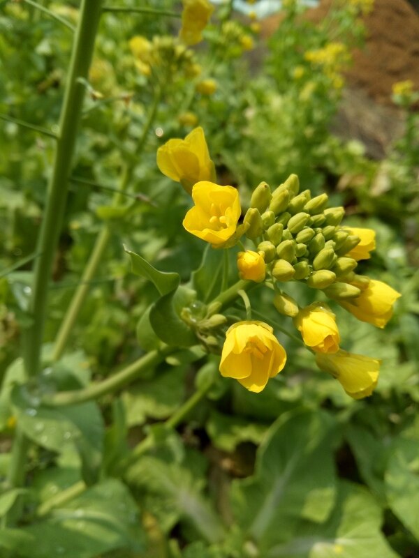 油菜花