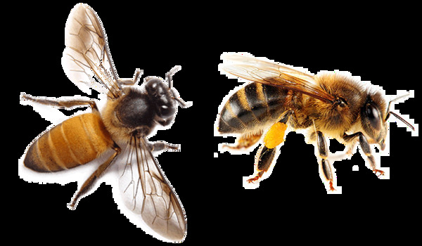 蜜蜂照片图片免抠png透明图层素材