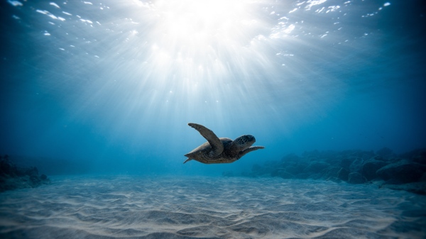 大海阳光海龟海底风景图片
