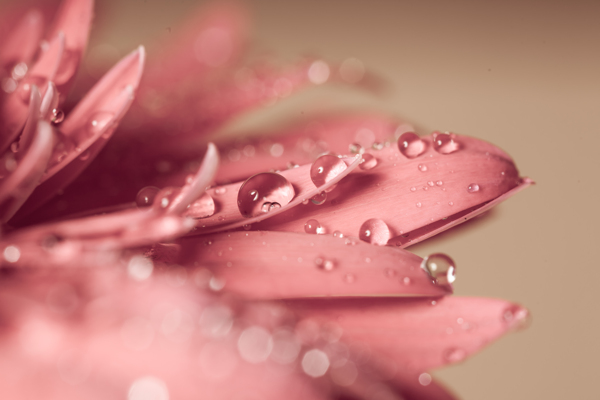 带露水的粉色花朵图片
