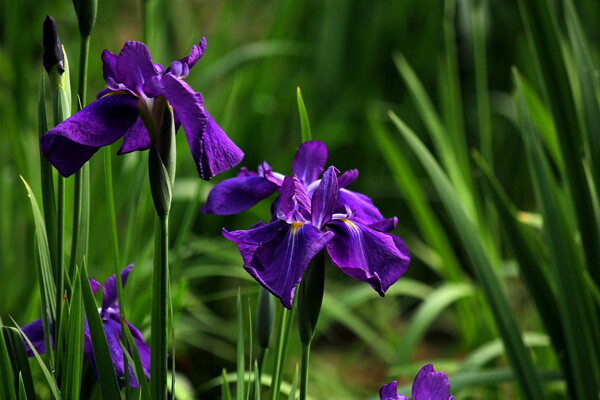 神秘菖蒲
