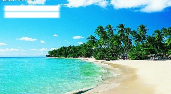 夏日海灘椰樹圖片