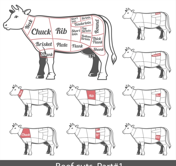 家禽解剖分割结构图矢量牛肉
