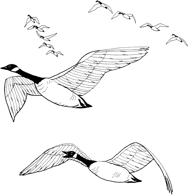 大雁鸟类素描动物素描
