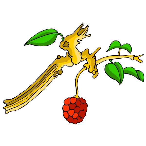 花卉古典插畫