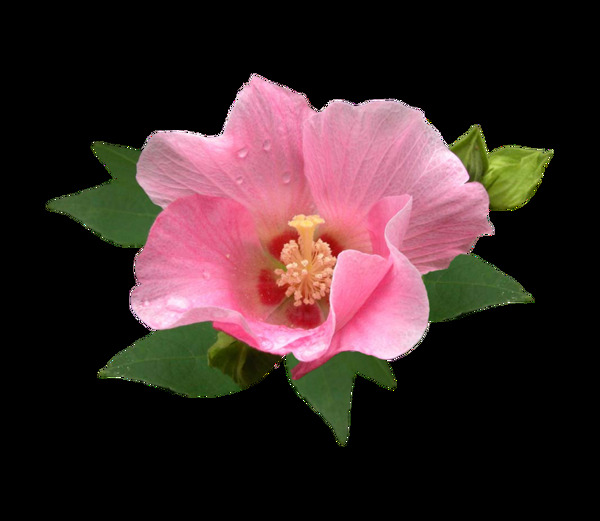 粉色海棠花实景图png元素