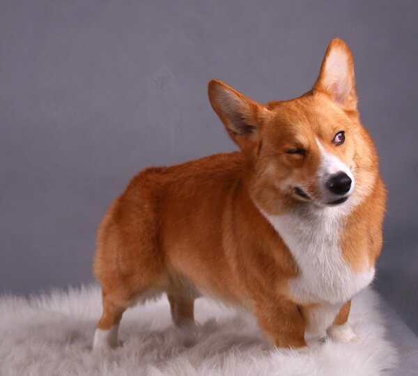 柯基犬圖片