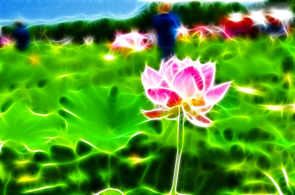 高清荷花圖