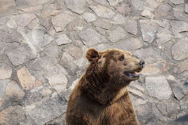 动物园里挨着墙角找吃的棕熊