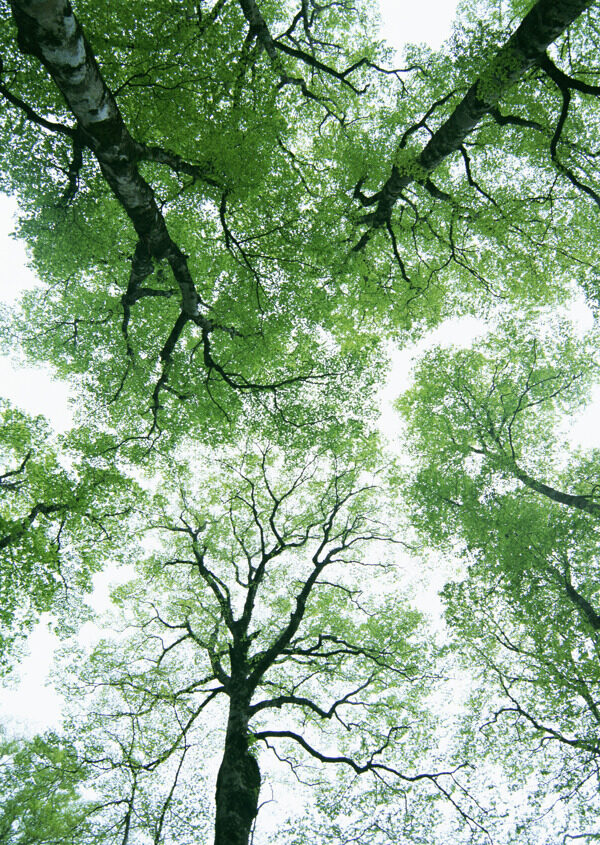 树林图片森林树木图片082