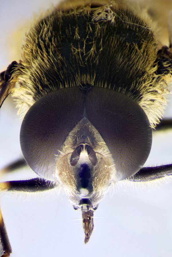 一个食蚜蝇显微照片