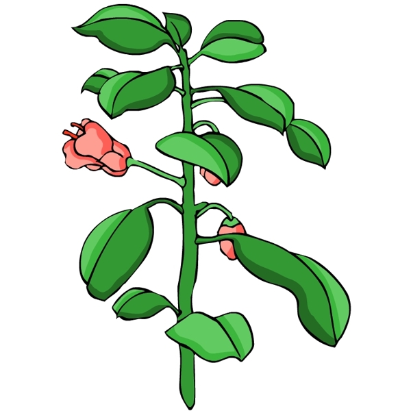 花卉古典插畫