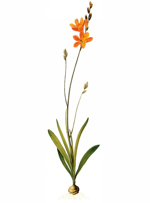 位圖寫(xiě)實(shí)花卉藝術(shù)效果水彩花卉免費(fèi)素材