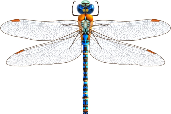 蓝色蜻蜓设计