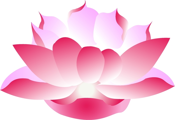 荷花圖片