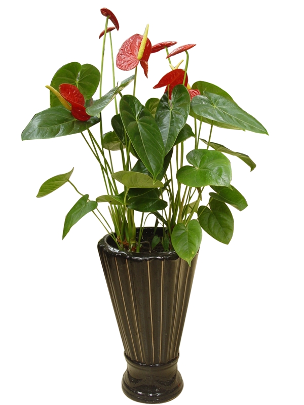 綠植鮮花圖片