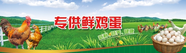 雞蛋