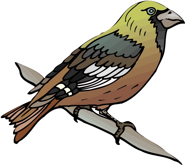 各種鳥類鳥動物矢量素材EPS格式0250