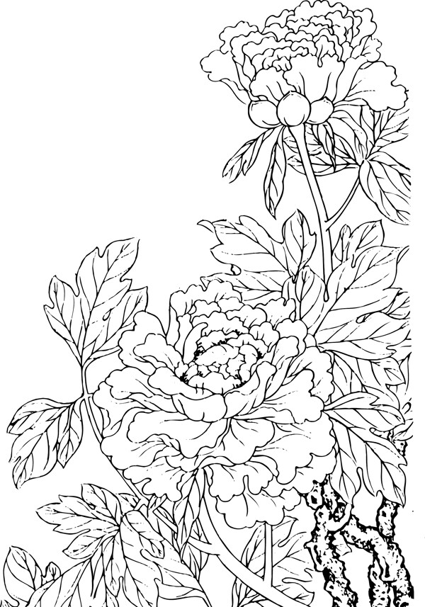 牡丹花紋圖片