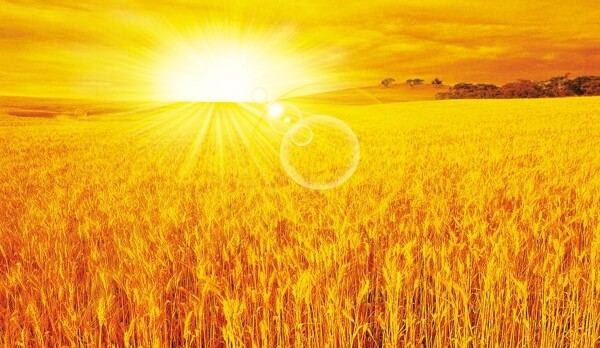 阳光照耀的金黄的麦田丰收景色图片