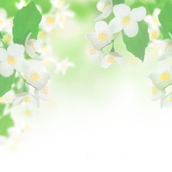 清新花朵背景圖