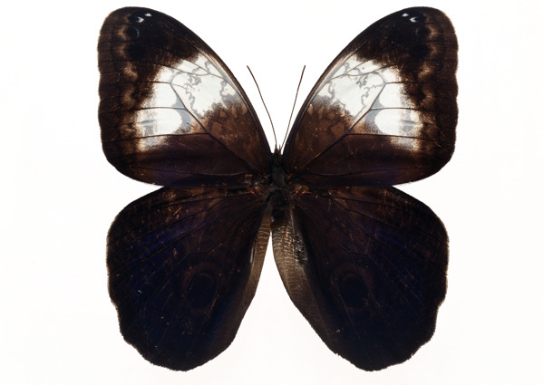 蝴蝶標(biāo)本