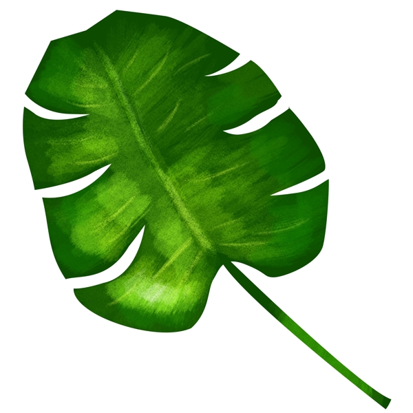 绿色的芭蕉叶子插画