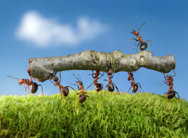 抬树枝的蚂蚁图片