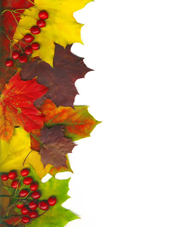 与裁剪路径框架从秋季五彩斑斓的红叶
