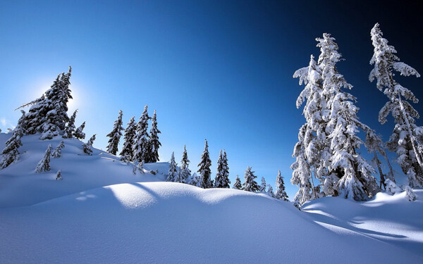 冬天雪地美景白色