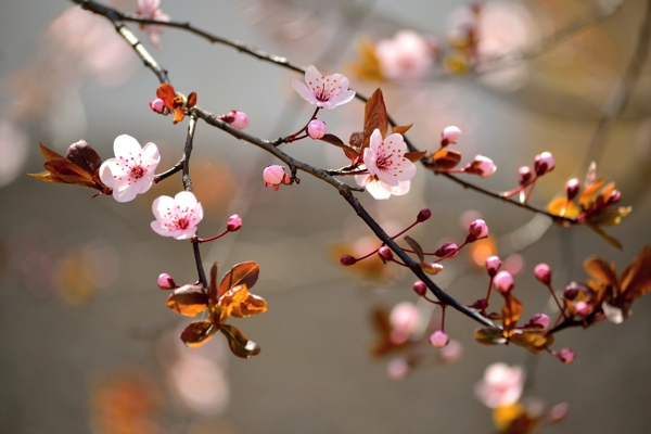 春天桃花背景圖片