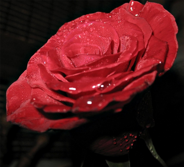 玫瑰花