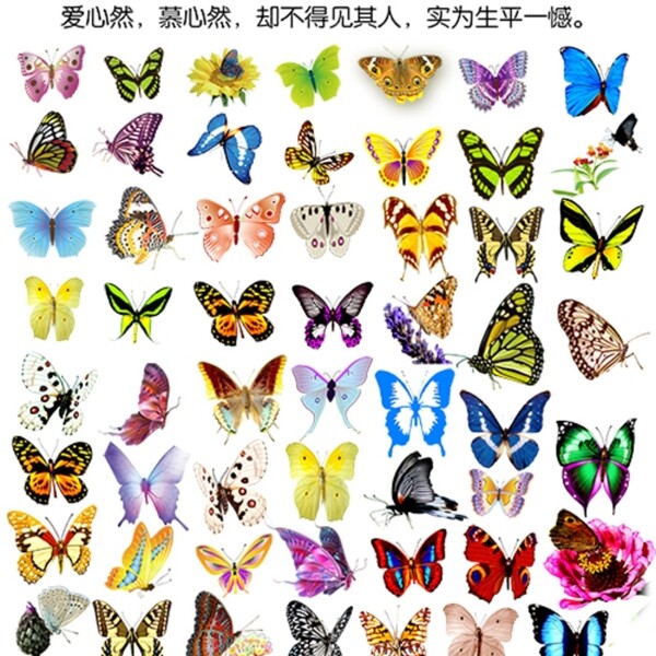 蝴蝶素材圖片
