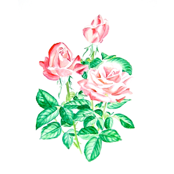 位圖植物寫意花卉花朵玫瑰免費素材