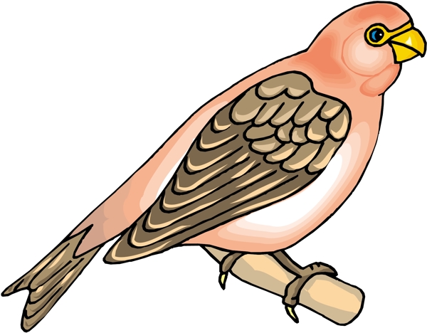 各種鳥類鳥動物矢量素材EPS格式0400