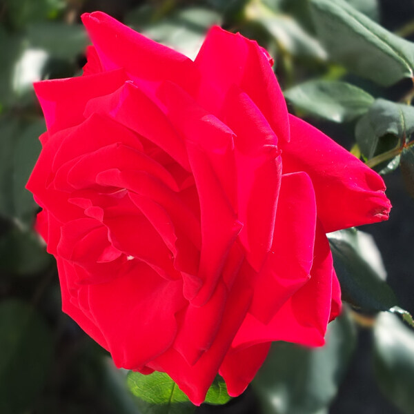 位圖植物攝影寫實(shí)花卉花朵數(shù)碼照片免費(fèi)素材