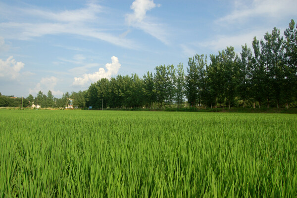 田園風(fēng)光