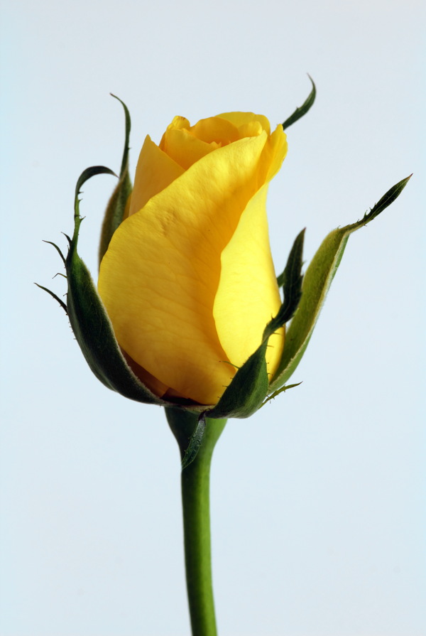 唯美黄色玫瑰花苞图片