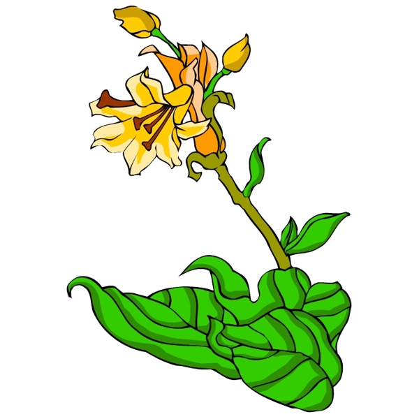 花卉古典插畫
