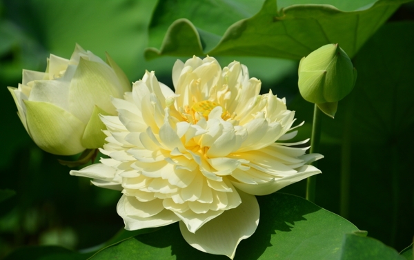 荷花
