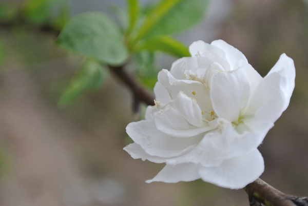 桃花圖片