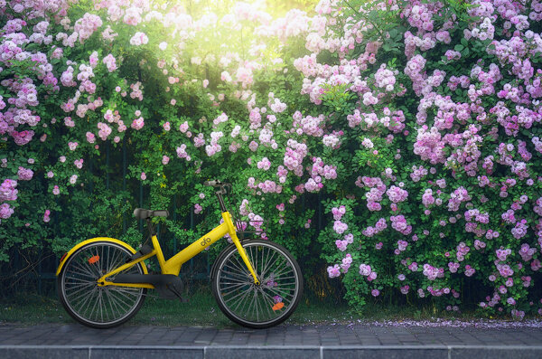 夏至蔷薇树下小黄车